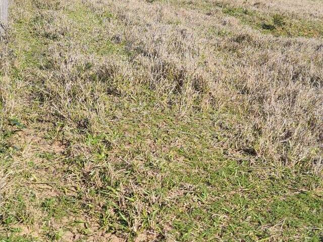 Terreno para Venda em Viamão - 4
