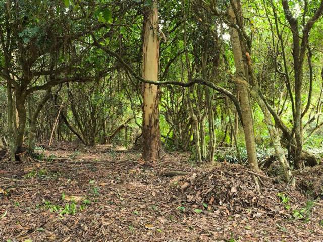 Casa em condomínio para Venda em Viamão - 4