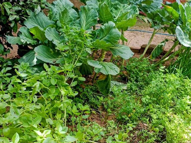 Casa para Venda em Viamão - 5